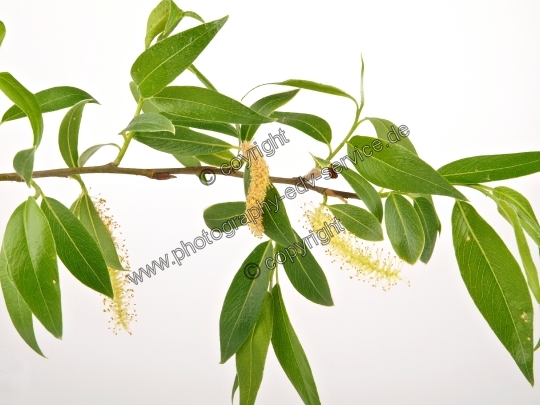 Salix alba (Silber-Weide)