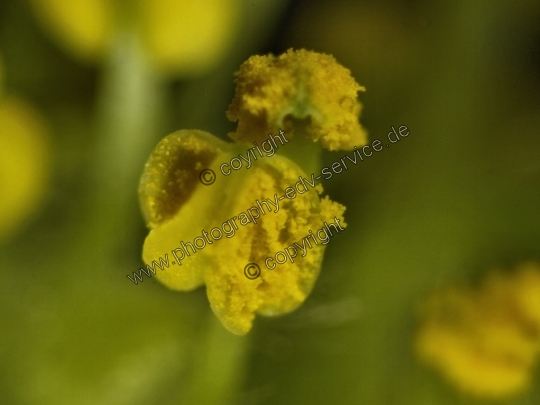 Salix alba (Silber-Weide)