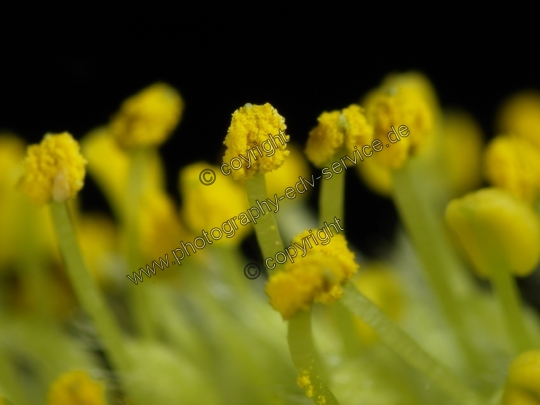 Salix alba (Silber-Weide)