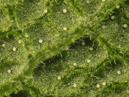 Salvia officinalis (Echte Salbei)