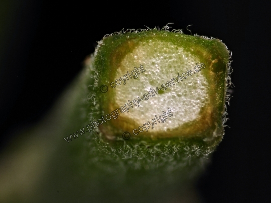 Salvia officinalis (Echte Salbei)