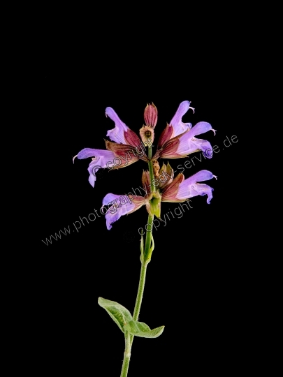 Salvia officinalis (Echte Salbei)