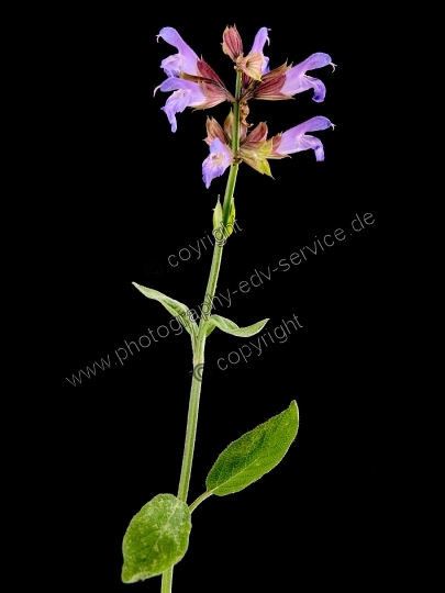 Salvia officinalis (Echte Salbei)