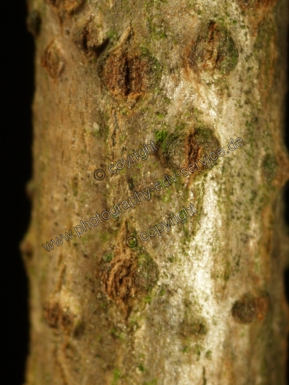 Sambucus nigra (Schwarze Holunder)